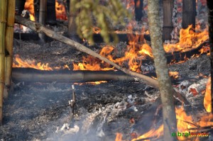 wegen extremer Trockenheit brennender Bambuswald im Südosten Brasiliens